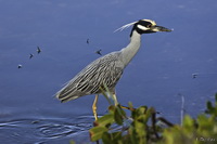 Yellow-Crowned Night Heron
